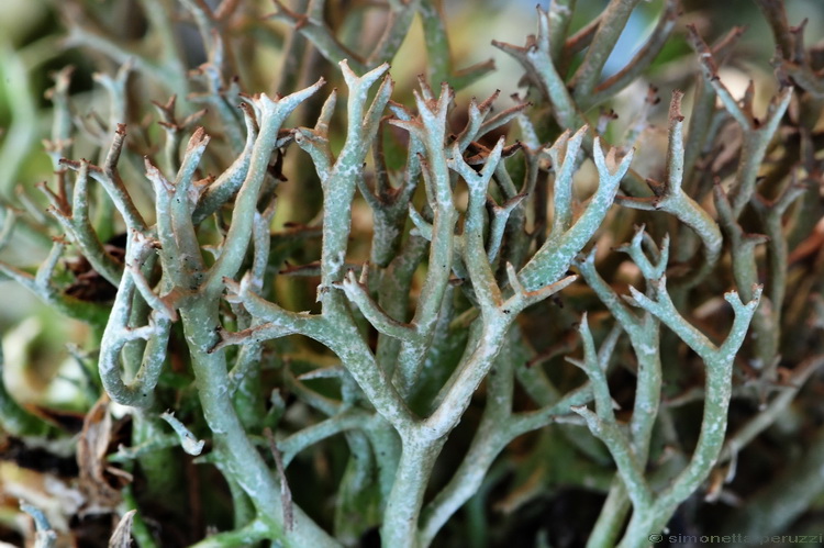 Cladonia  uncialis?